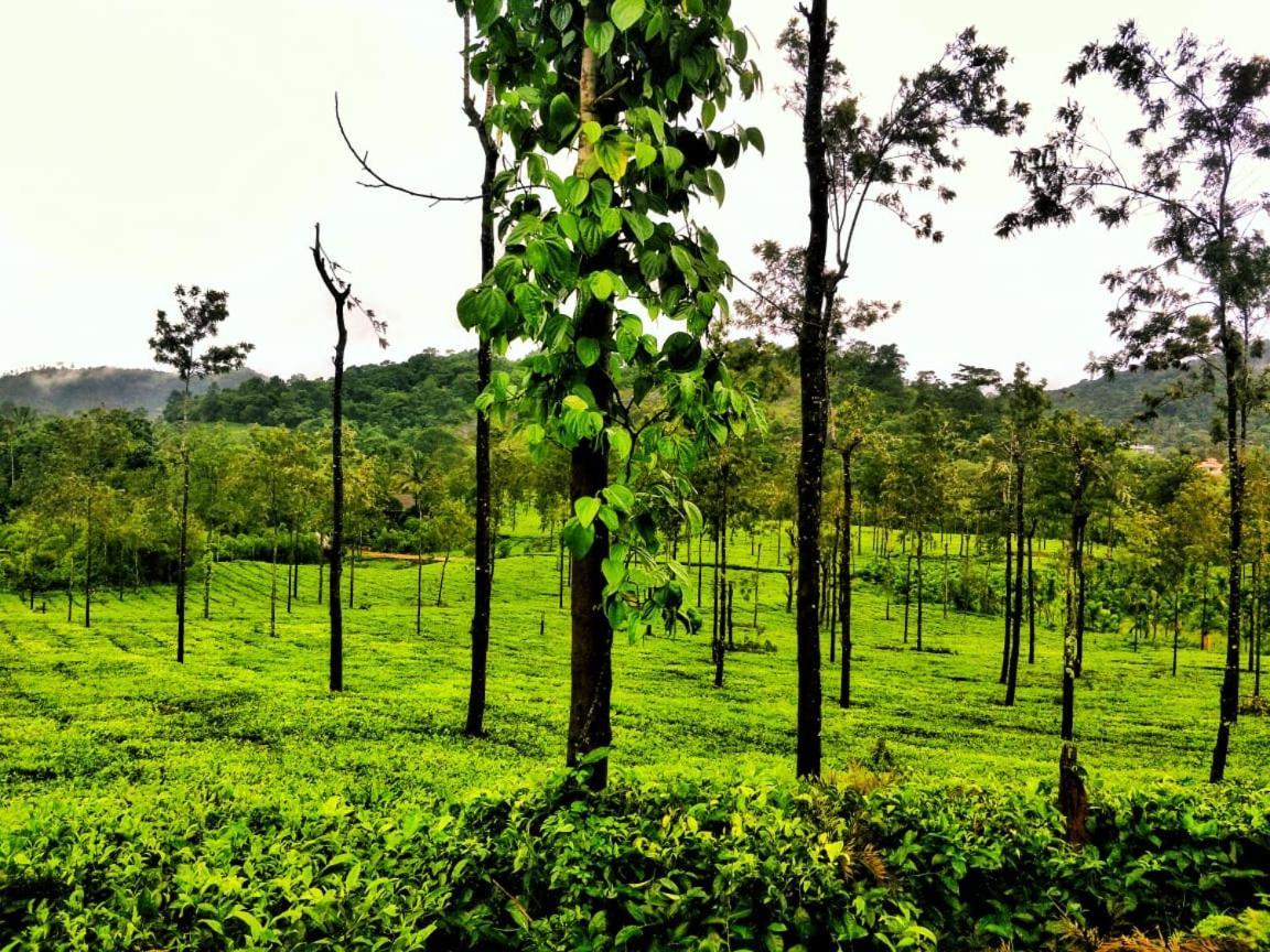 Wooden Cottages Glen Wayanad Meppādi Екстериор снимка