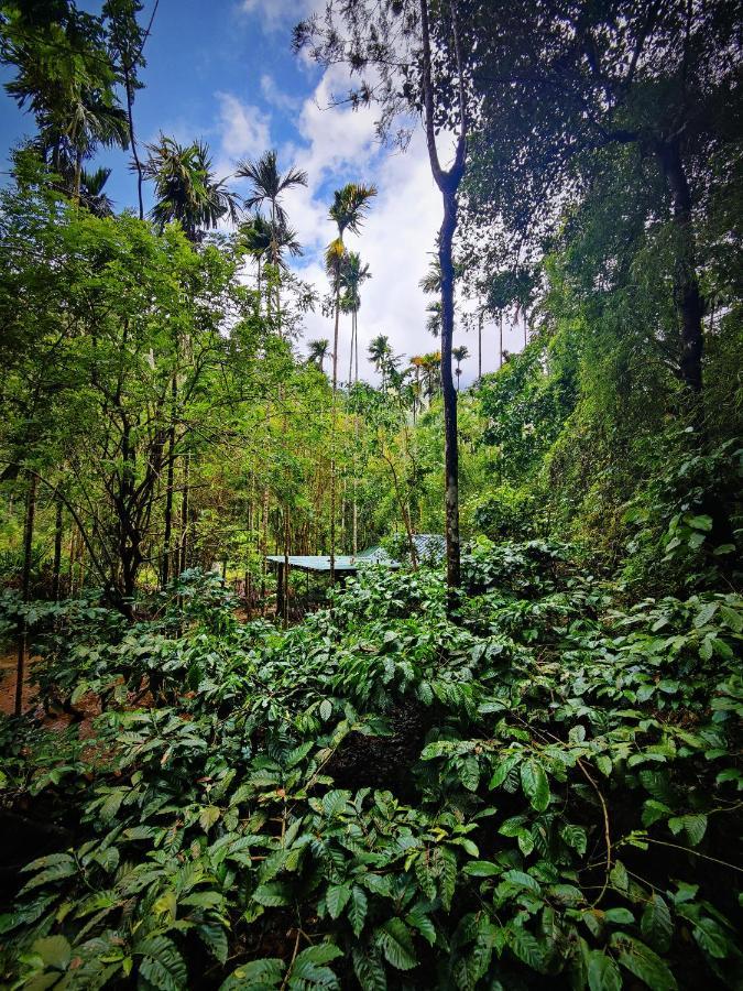 Wooden Cottages Glen Wayanad Meppādi Екстериор снимка